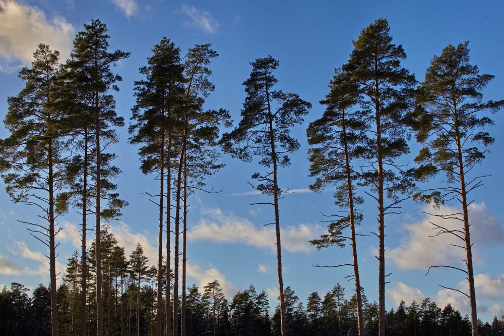 МЕЖДУ НЕБОМ И ЛЕСОМ