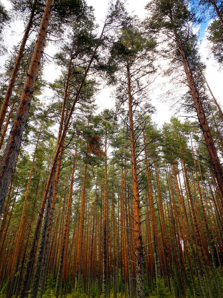 Photograph by Светлана Гошарова