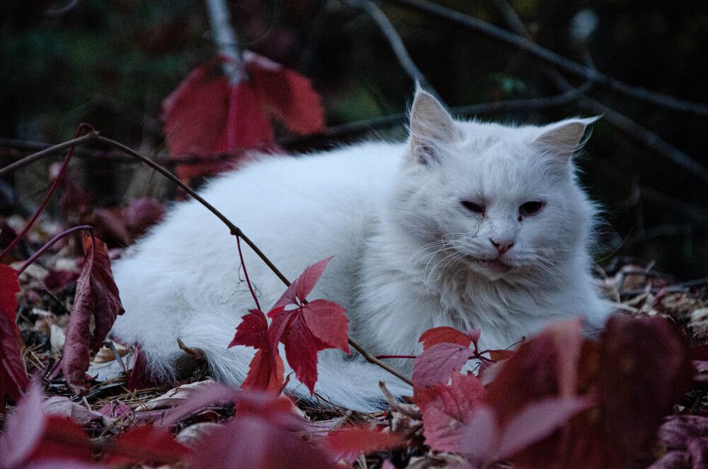 Photograph by Никита Ильин