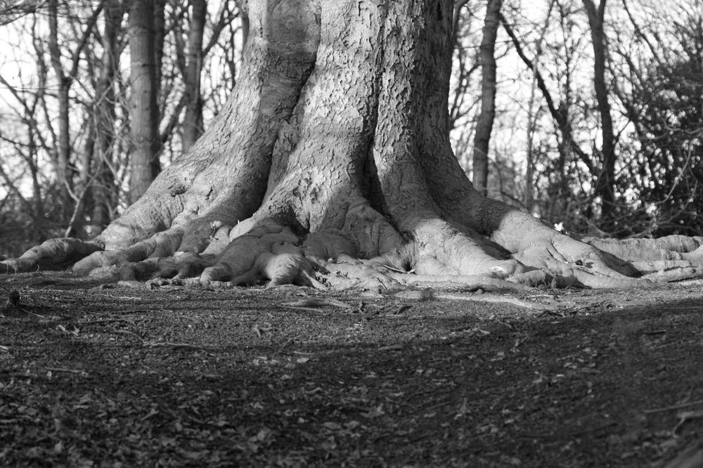 Photograph by Anja Kroes, Dutch