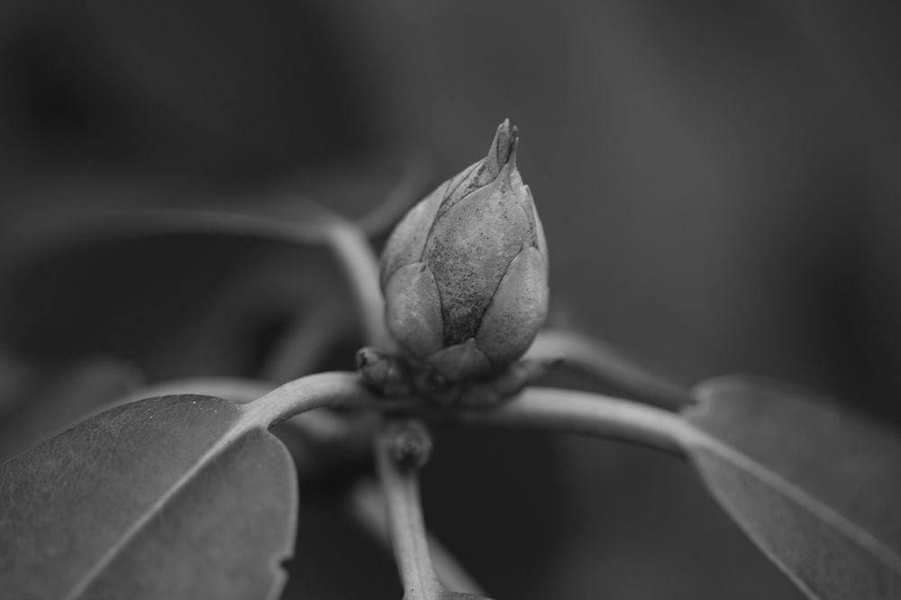 Photograph by Anja Kroes, Dutch