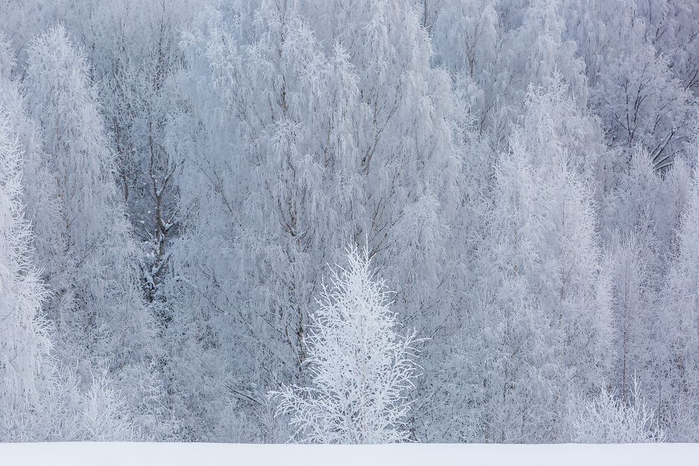 Photograph by Шерман Игорь