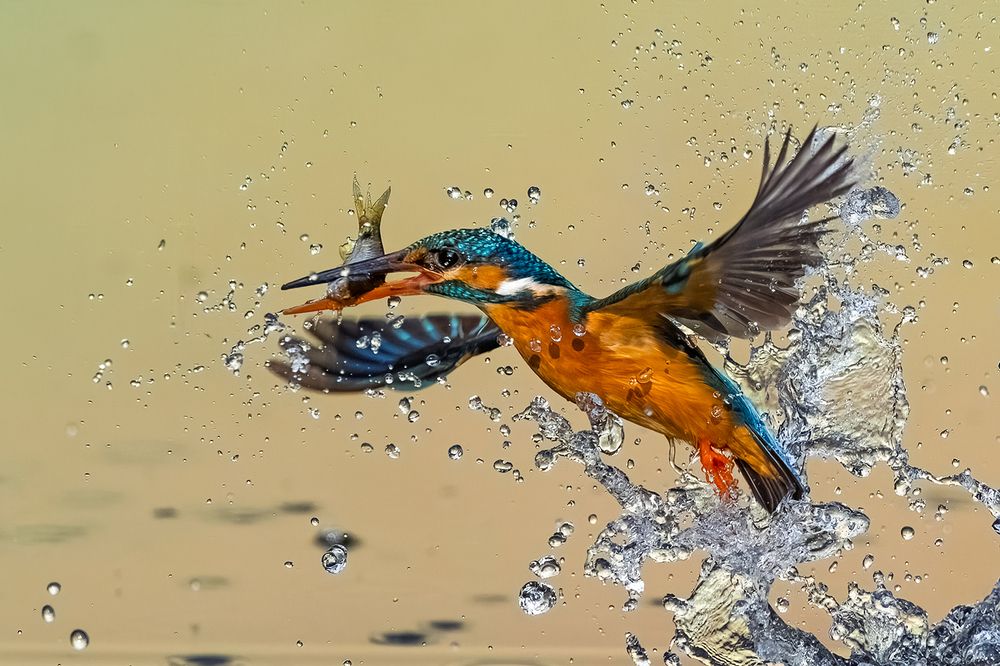 Photograph by Sandeep Dutta