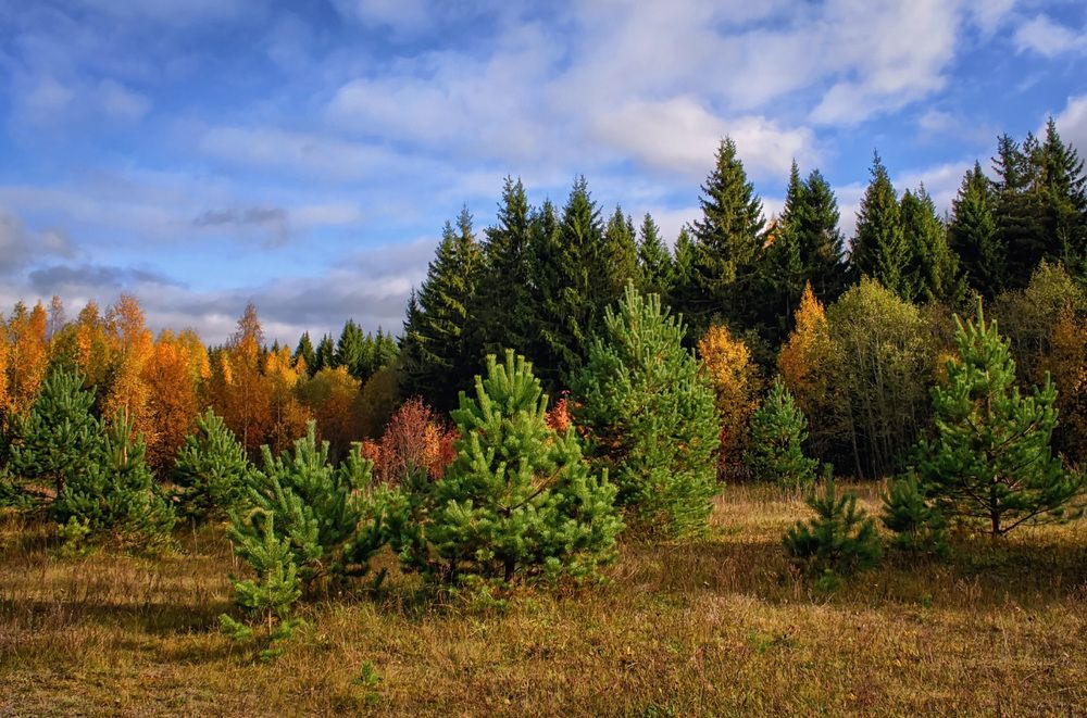 Осеннее золото леса.