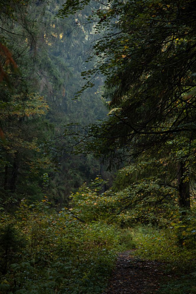Фотография автора Андрей Чипан