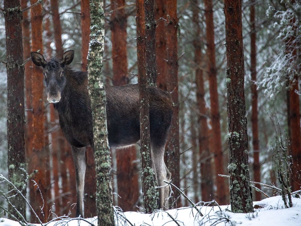 Фотография автора Boris Konovalov