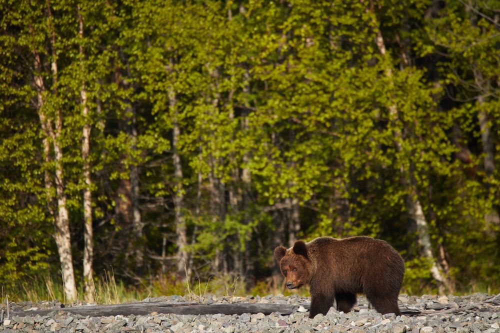 Фотография автора Boris Konovalov