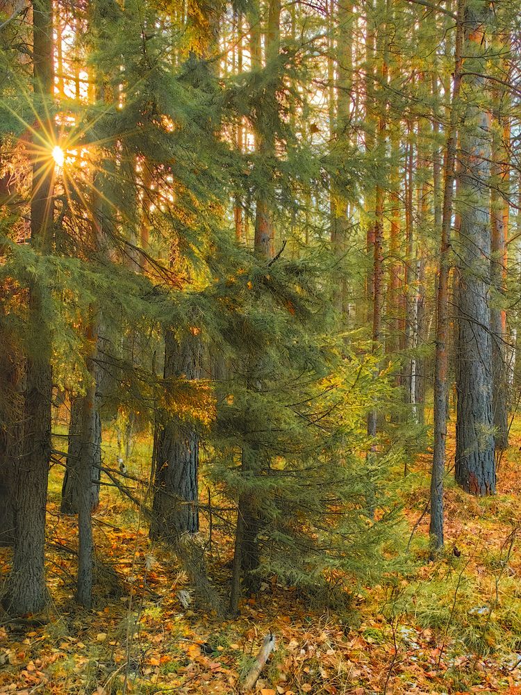 Фотография автора Иван Фомин