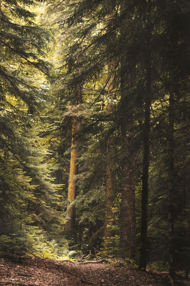 Photograph by Даников Анастасия