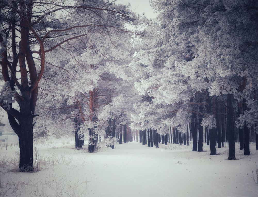 Photograph by Кира Бахвалова