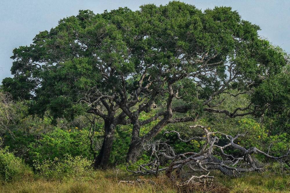 Photograph by Leonid Radashkovsky