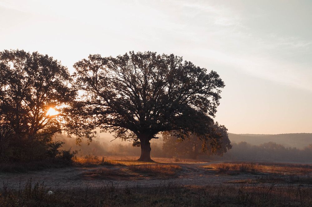 Photograph by Юлия Воронова