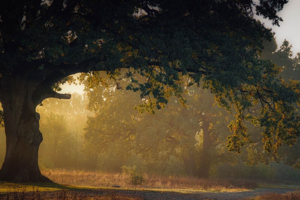 Photograph by Юлия Воронова