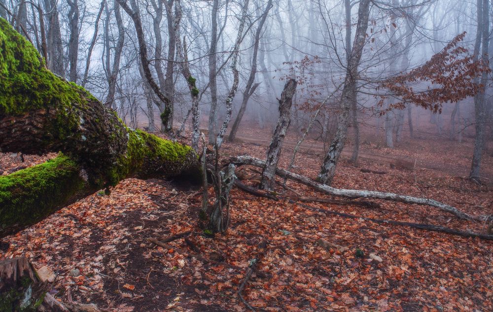 Photograph by Щепотина Татьяна