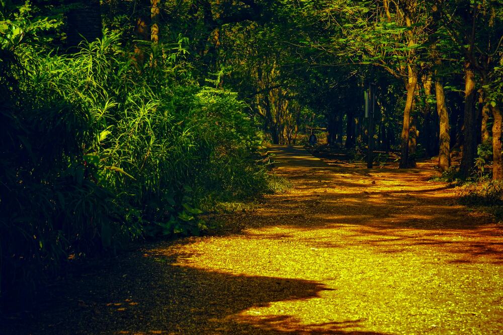 Фотография автора Asika mane