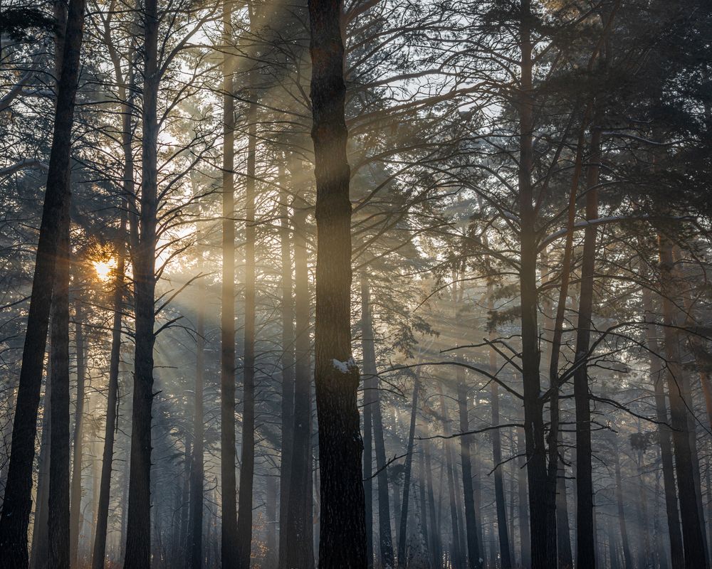 Фотография автора NIKOLAY KALININ