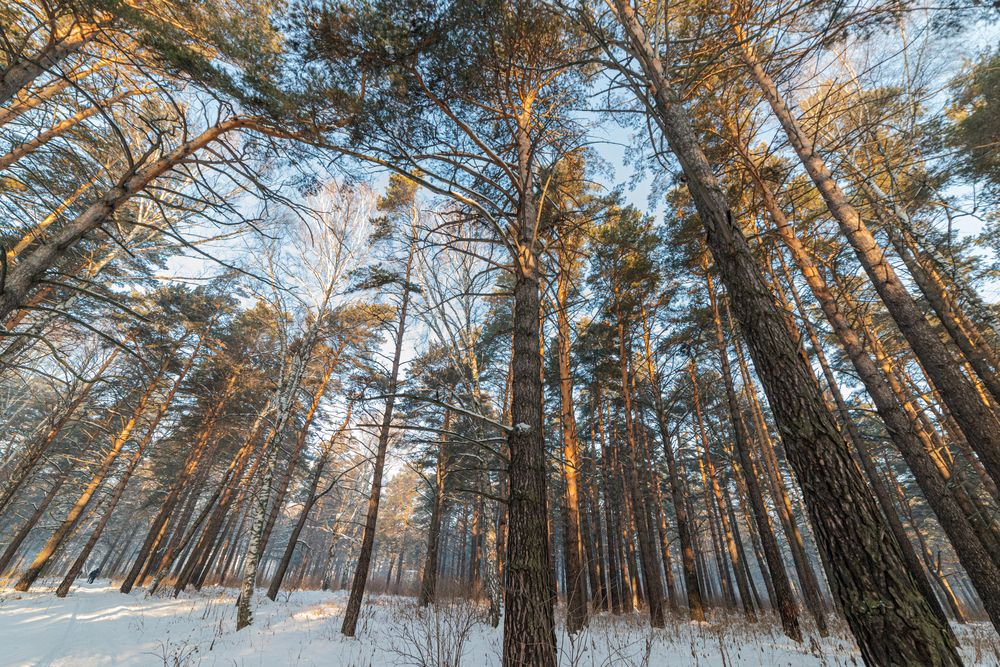 Фотография автора NIKOLAY KALININ