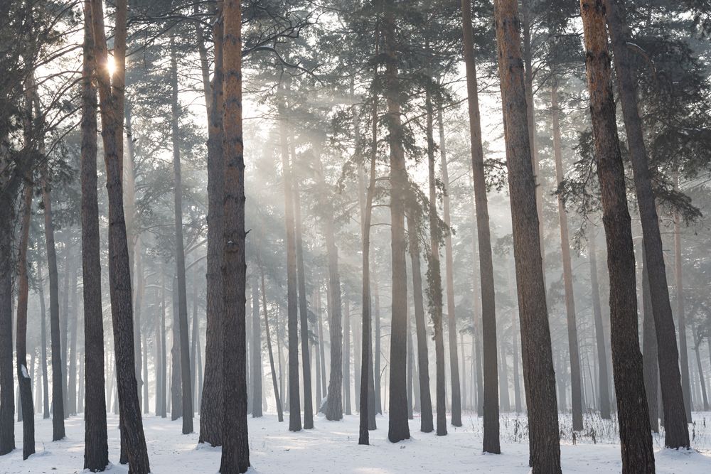 Фотография автора NIKOLAY KALININ