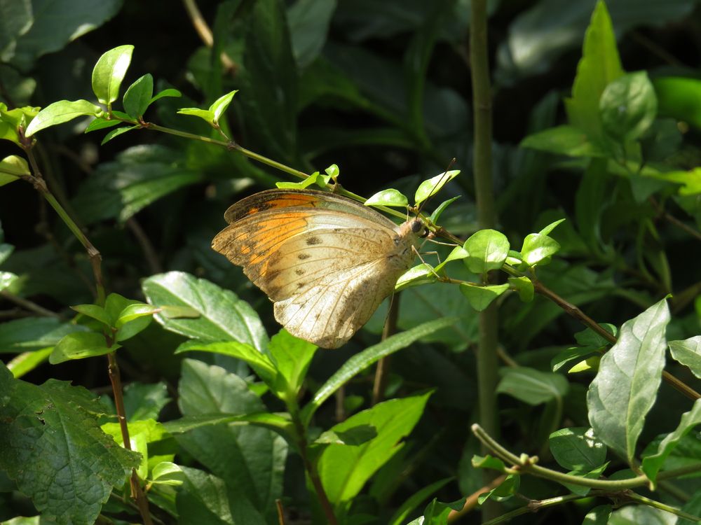 Фотография автора Asika mane