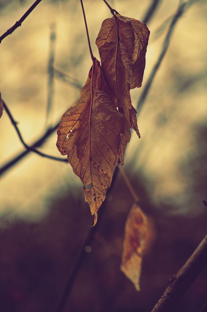Фотография автора Александр Черепанов