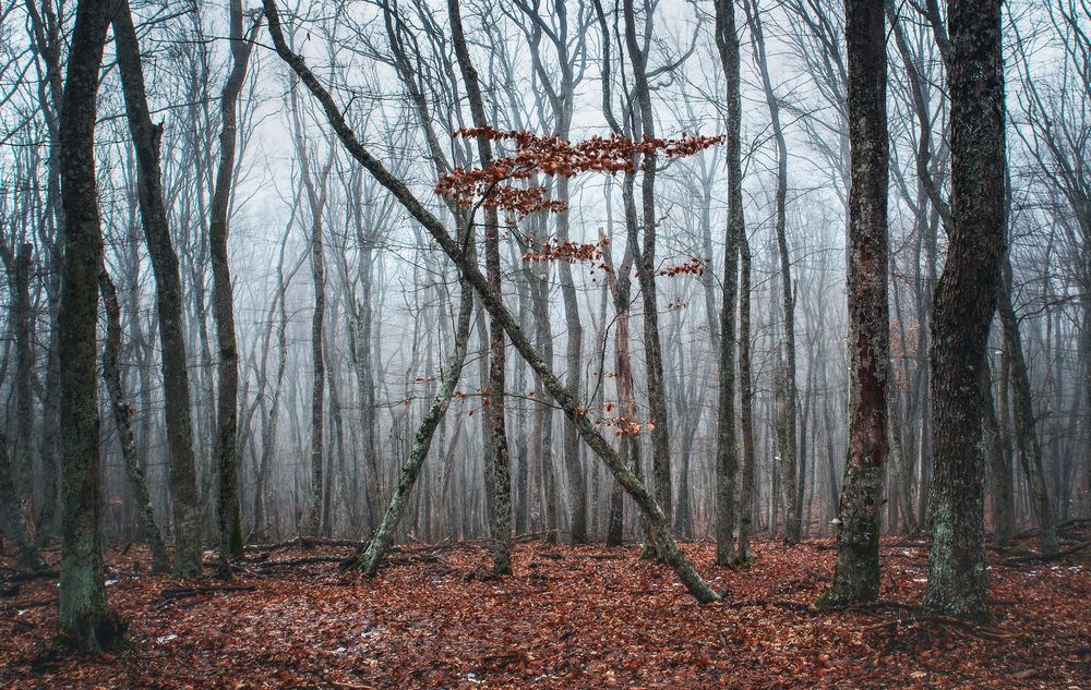 Photograph by Щепотина Татьяна