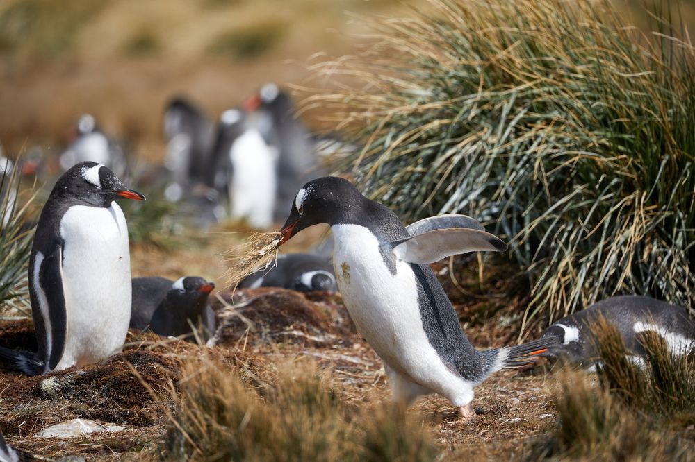 Фотография автора Boris Konovalov