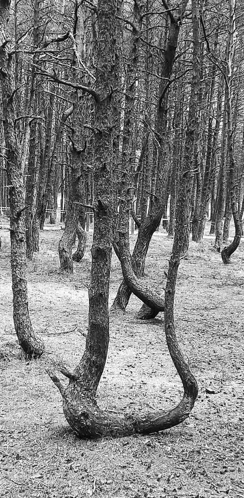 Photograph by Галина Воеводенко