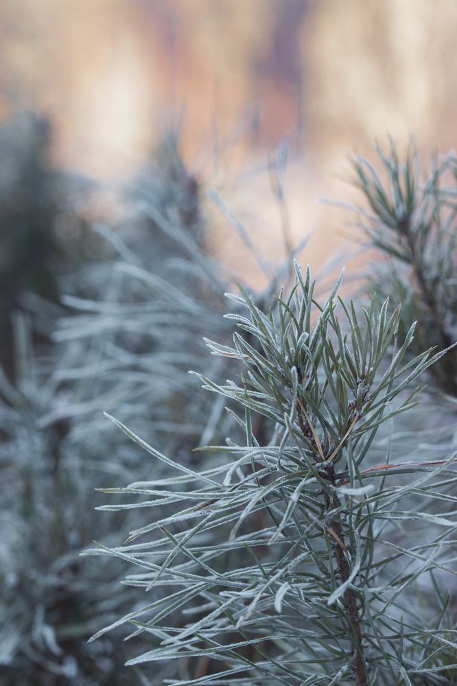 Photograph by Юлия Соболева