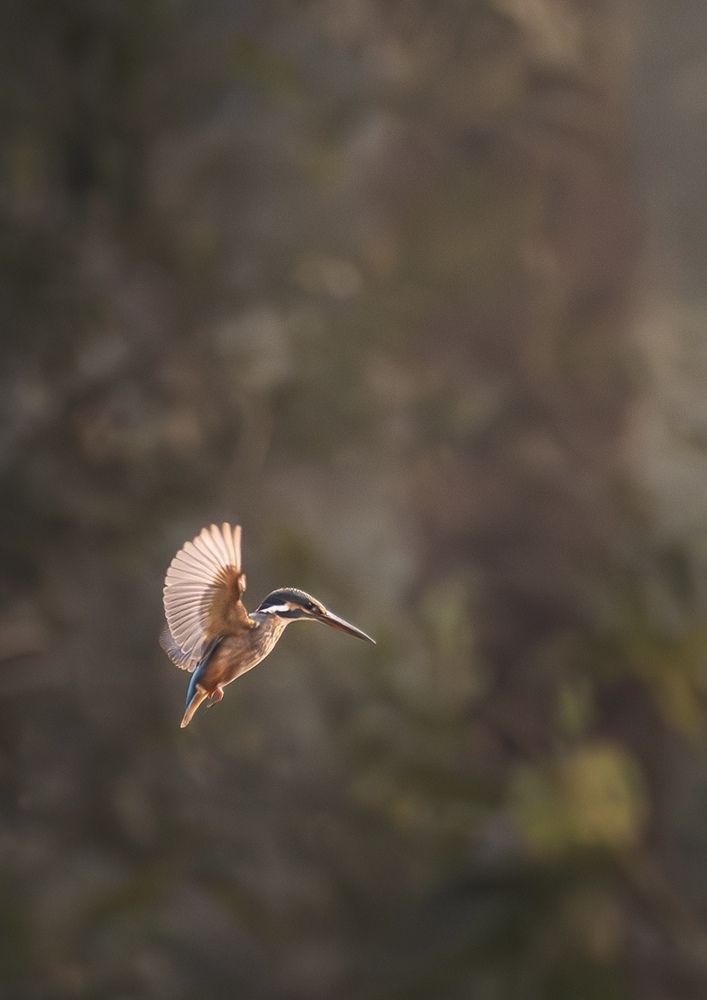 Photograph by Pritam Mandal