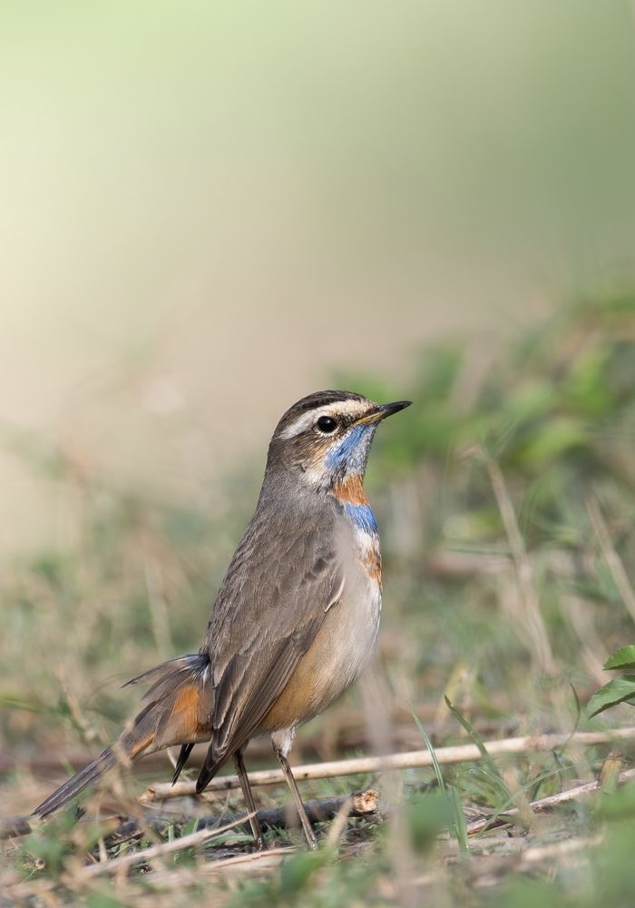 Photograph by Pritam Mandal