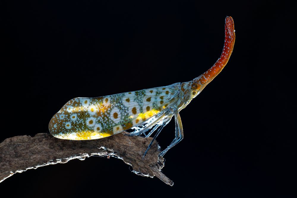 Photograph by Marcus Kam