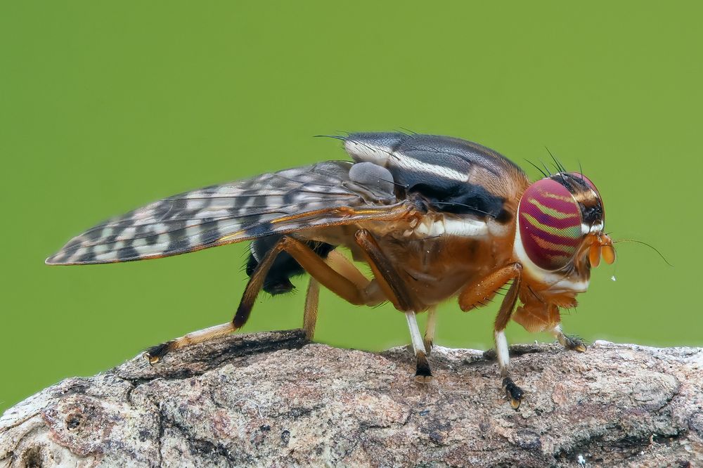 Photograph by Marcus Kam