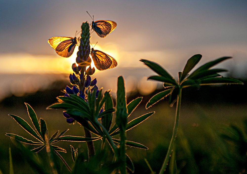 Фотография автора Владимир Чуприков