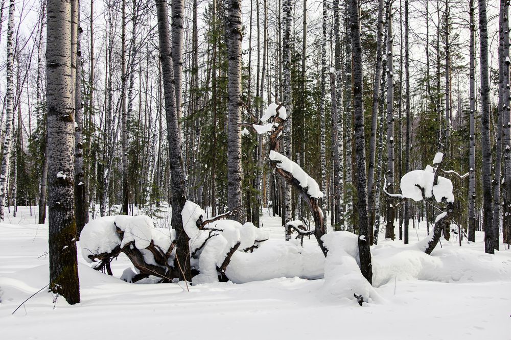 Photograph by Евгения Супрыгина