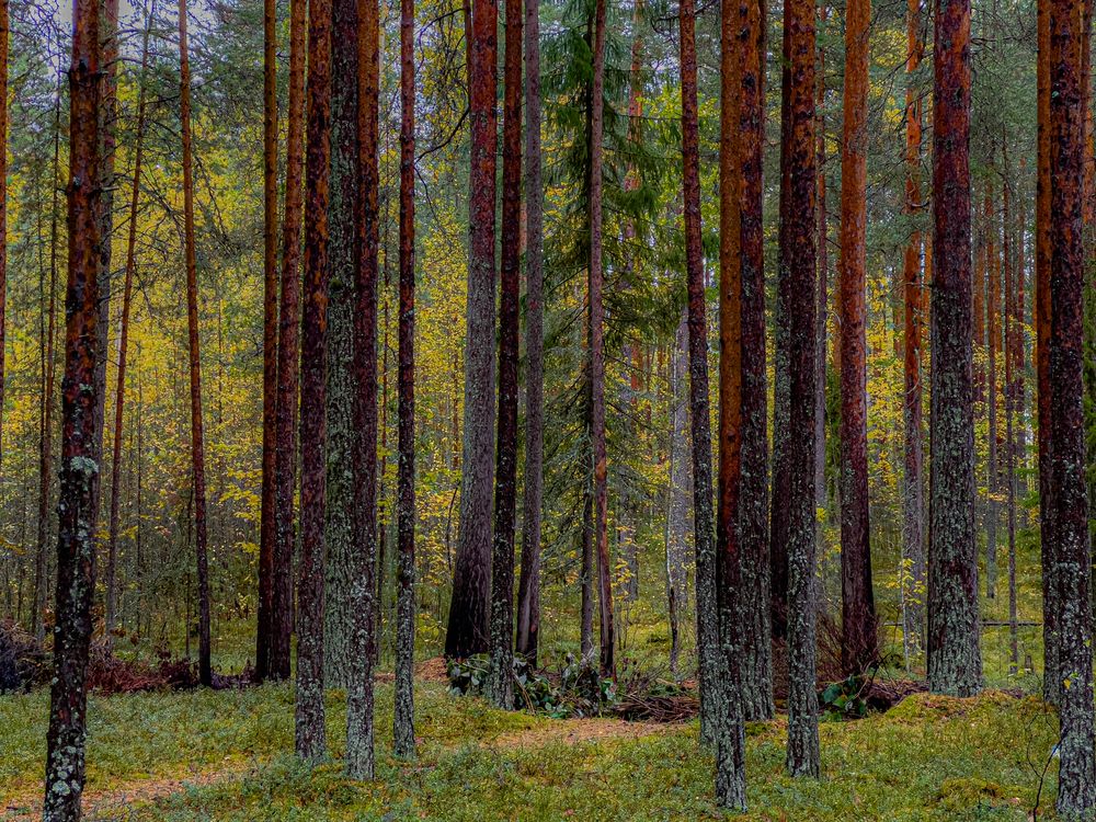 Photograph by Елена Данченко