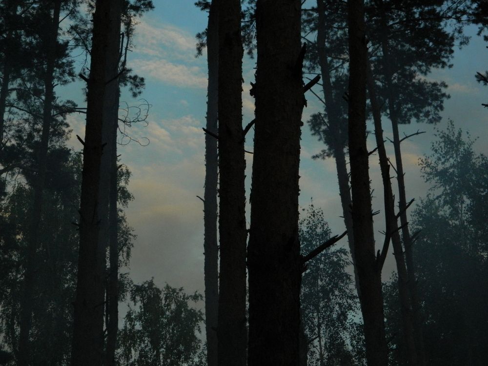 Photograph by пень с грибами