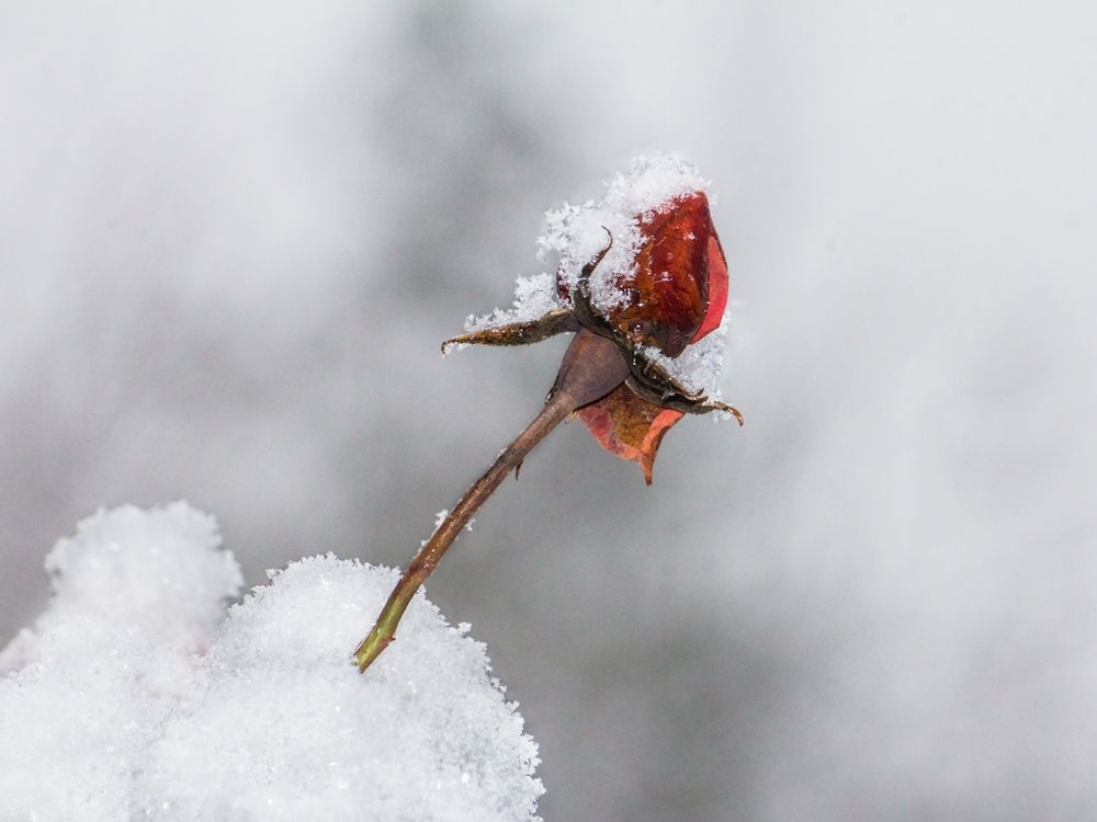 Фотография автора Борис Журавлёв