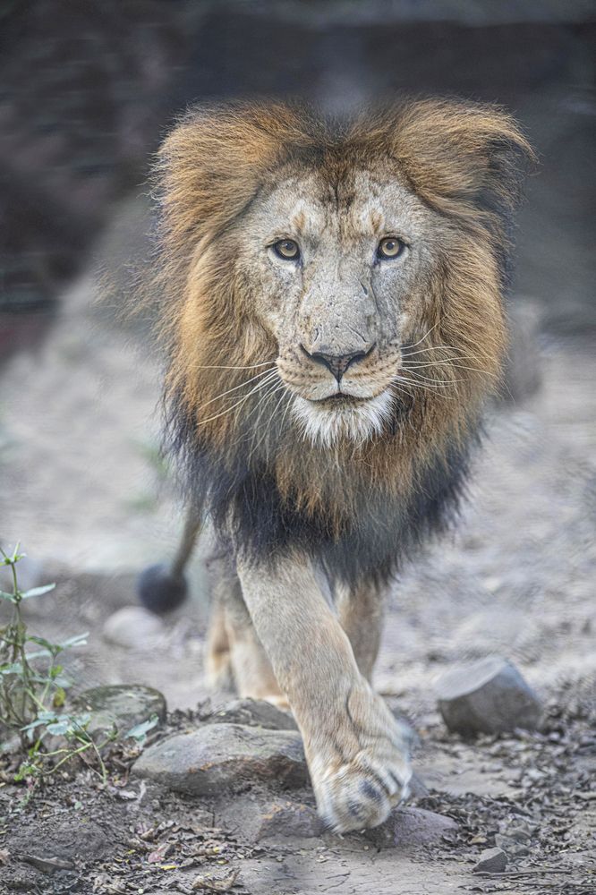 Photograph by Anil sharma Sharma