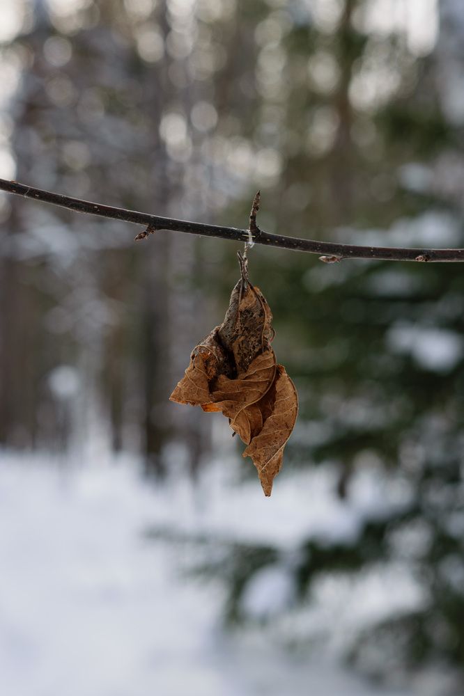 Photograph by Евгения Супрыгина