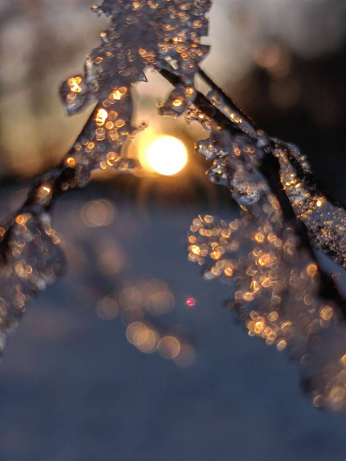 Photo #11835216