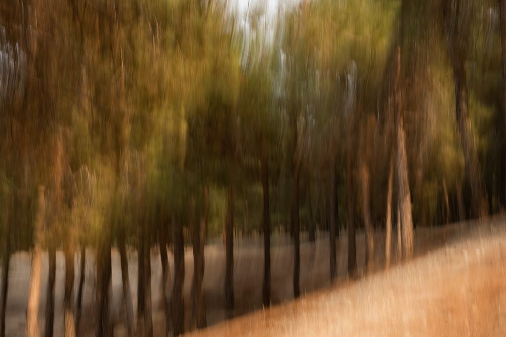 The forest between dream and reality