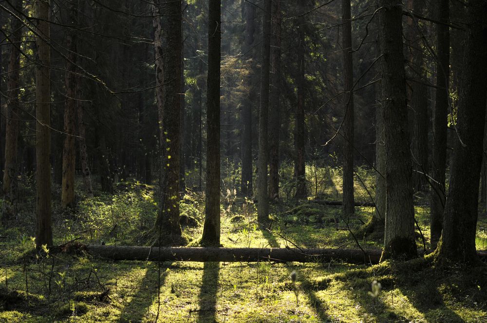 Photograph by Андрей Семенков