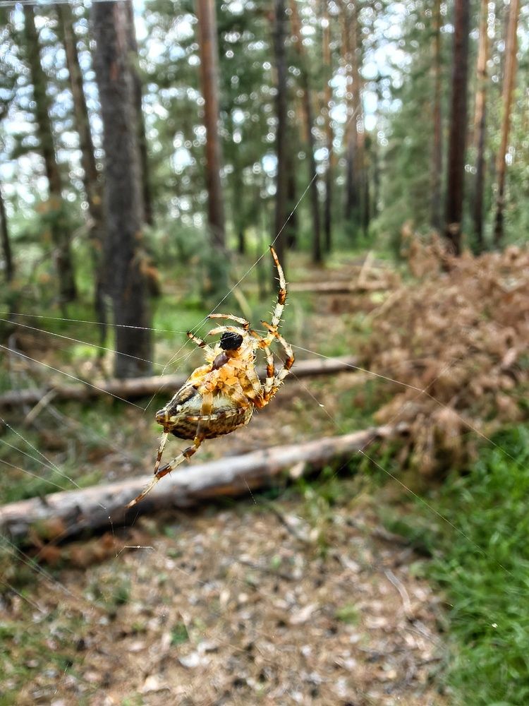 Photograph by Анастасия Ермакова