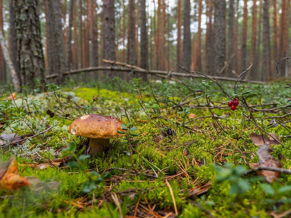 Фотография автора Татаринов Валерий