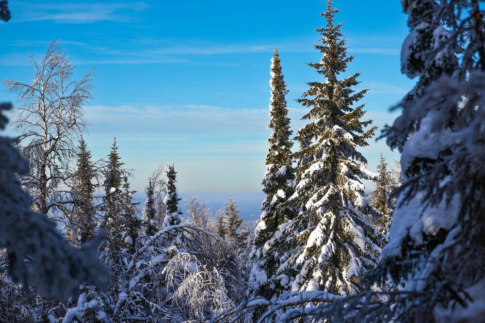 Фотография автора Олег Каргаполов