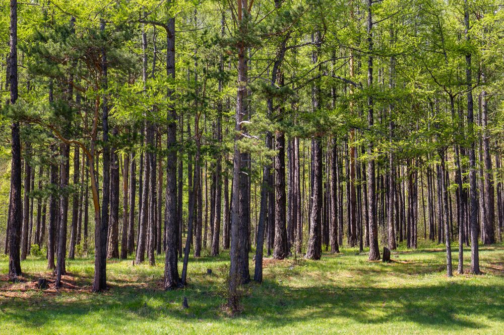 Photograph by Виктор Калинский