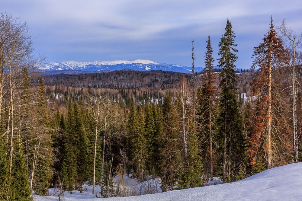 Фотография автора Галина Шепелева