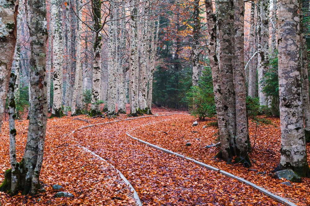 Дороа в осеннем лесу