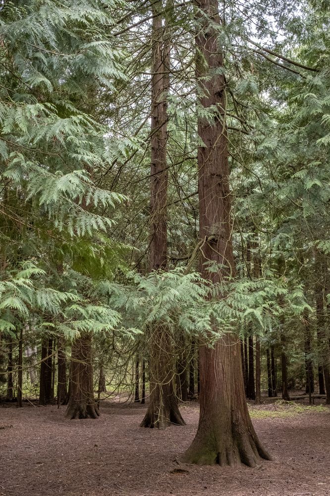 В заповедном лесу