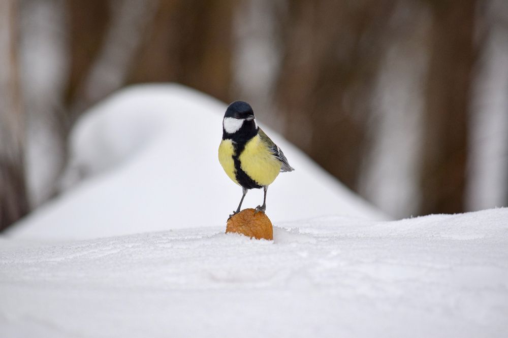 Фотография автора Оксана Льдинина